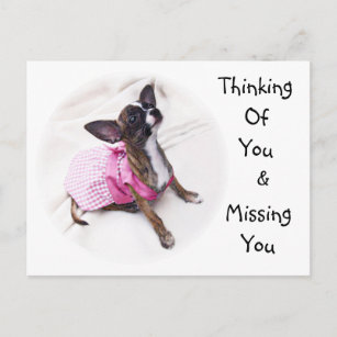 Cute Dress Up Chihuahua Girl Briefkaart