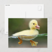 Cute Duck Chick Briefkaart (Voorkant / Achterkant)