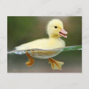 Cute Duck Chick Briefkaart