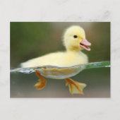 Cute Duck Chick Briefkaart (Voorkant)