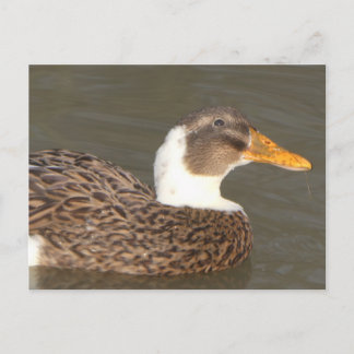 Cute Duck Close Up DIY Holiday Postcard Feestdagenkaart