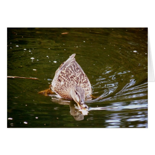 Cute Duck Feeding (Voorkant Horizontaal)