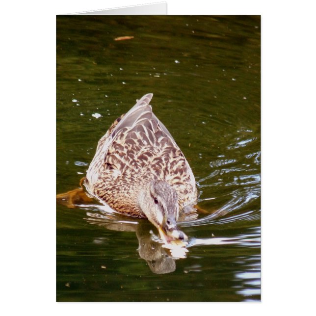 Cute Duck Feeding (Voorkant)