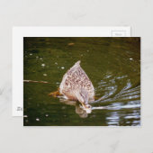 Cute Duck Feeding Briefkaart (Voorkant / Achterkant)