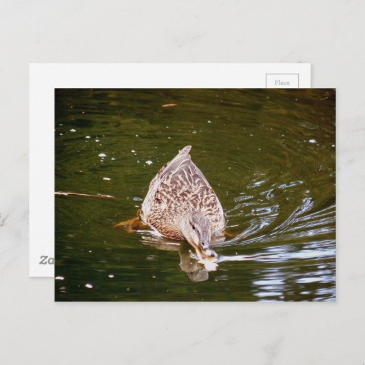Cute Duck Feeding Briefkaart (Voorkant / Achterkant)