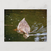 Cute Duck Feeding Briefkaart (Voorkant)