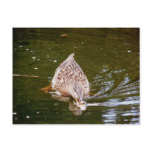 Cute Duck Feeding