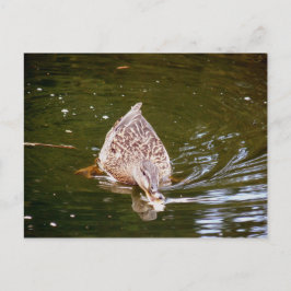 Cute Duck Feeding Briefkaart