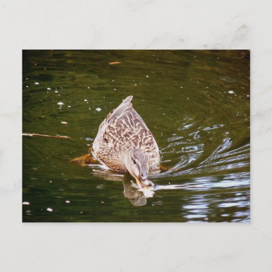 Cute Duck Feeding Briefkaart (Voorkant)