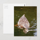Cute Duck Feeding Briefkaart (Voorkant / Achterkant)