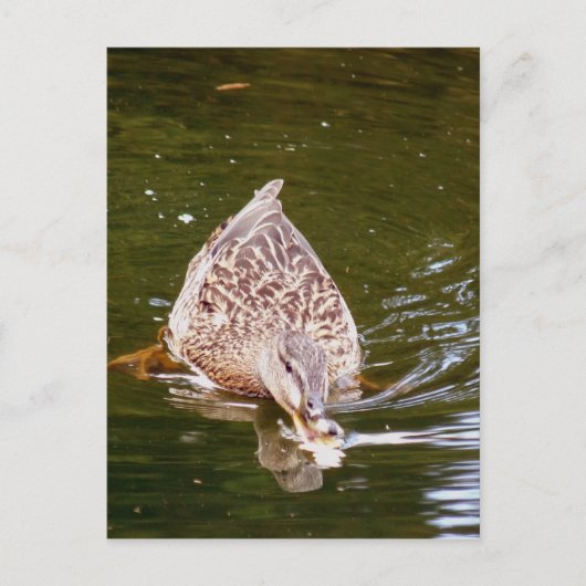 Cute Duck Feeding Briefkaart (Voorkant)