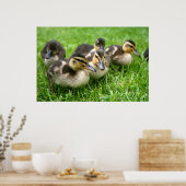 Cute Ducklings Poster (Keuken)