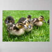 Cute Ducklings Poster (Voorkant)