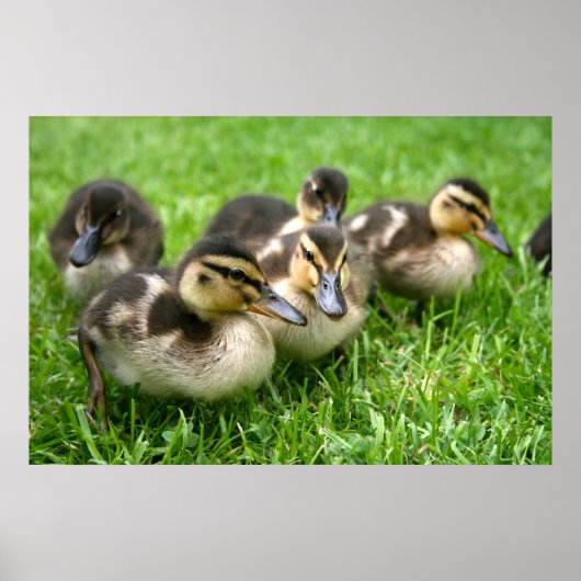 Cute Ducklings Poster (Voorkant)