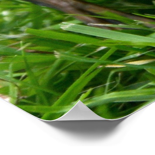 Cute Ducklings Poster (Hoek)