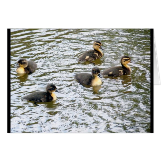 Cute Ducklings Swimming (Voorkant Horizontaal)