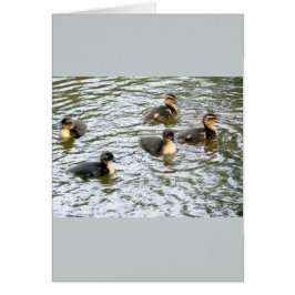 Cute Ducklings Swimming
