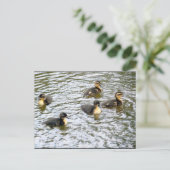 Cute Ducklings Swimming Briefkaart (Staand voorkant)