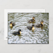 Cute Ducklings Swimming Briefkaart (Voorkant / Achterkant)