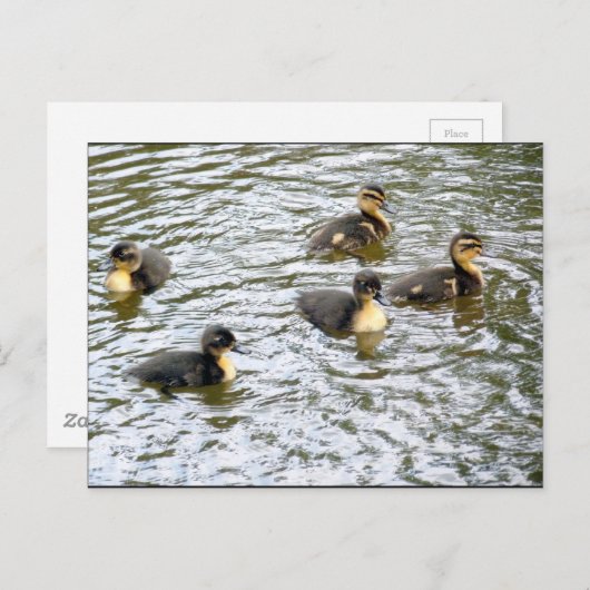 Cute Ducklings Swimming Briefkaart (Voorkant / Achterkant)