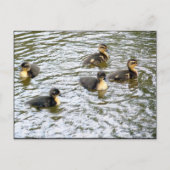 Cute Ducklings Swimming Briefkaart (Voorkant)