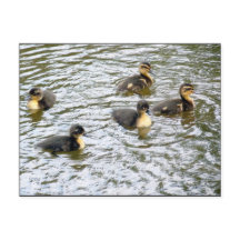 Cute Ducklings Swimming