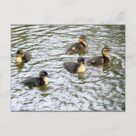 Cute Ducklings Swimming Briefkaart