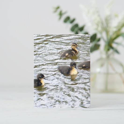 Cute Ducklings Swimming Briefkaart (Staand voorkant)
