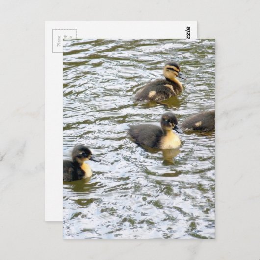 Cute Ducklings Swimming Briefkaart (Voorkant / Achterkant)