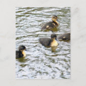 Cute Ducklings Swimming Briefkaart (Voorkant)