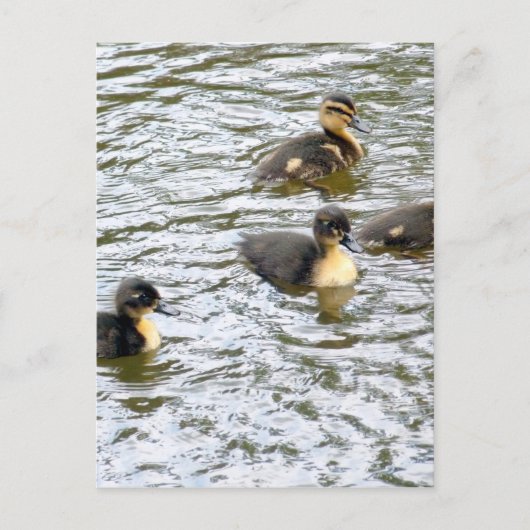 Cute Ducklings Swimming Briefkaart (Voorkant)