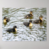 Cute Ducklings Swimming Poster (Voorkant)