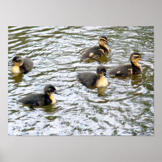 Cute Ducklings Swimming Poster (Voorkant)