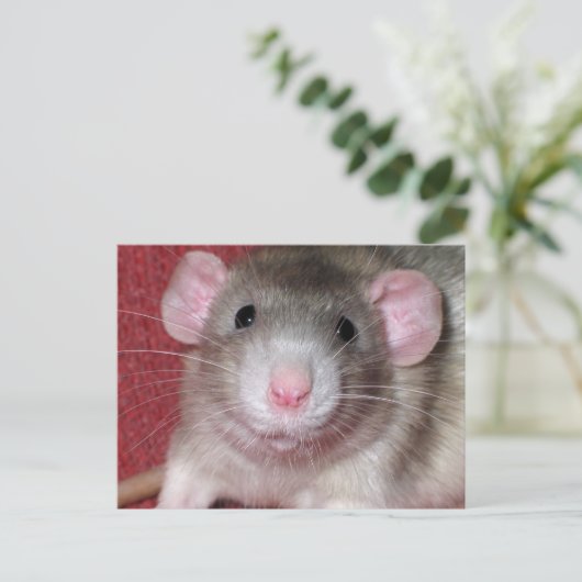 Cute Dumbo Rat Briefkaart (Staand voorkant)