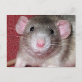 Cute Dumbo Rat Briefkaart (Voorkant)