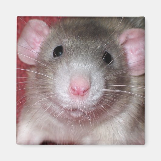 Cute Dumbo Rat Magneet (Voorkant)
