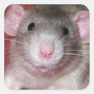 Cute Dumbo Rat Vierkante Sticker