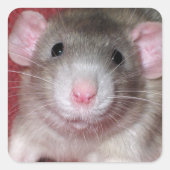 Cute Dumbo Rat Vierkante Sticker (Voorkant)