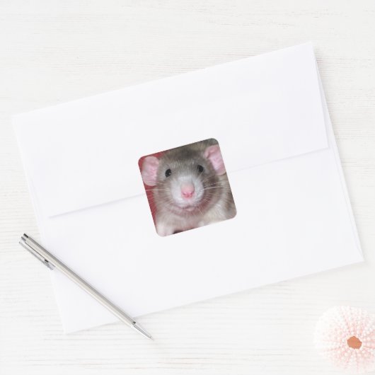 Cute Dumbo Rat Vierkante Sticker (Envelop)