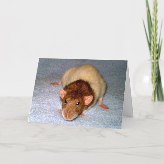 Cute Dumbo Rat Wenskaart Kaart (Voorkant)