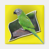 Cute Dusky Headed Parrot Bird Magnet (Voorkant)