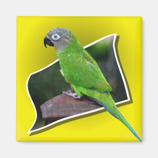 Cute Dusky Headed Parrot Bird Magnet (Voorkant)