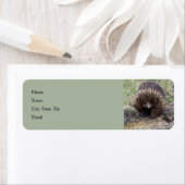 Cute Echidna uit Australië Etiket (Insitu)