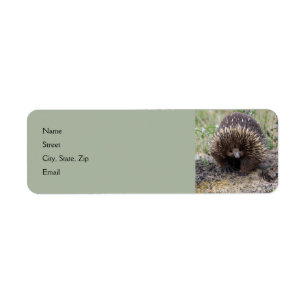 Cute Echidna uit Australië Etiket