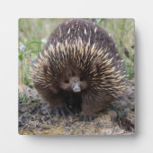 Cute Echidna uit Australië Fotoplaat (Voorkant)