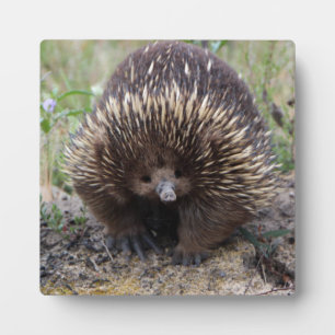 Cute Echidna uit Australië Fotoplaat