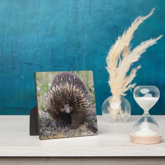 Cute Echidna uit Australië Fotoplaat (Insitu)