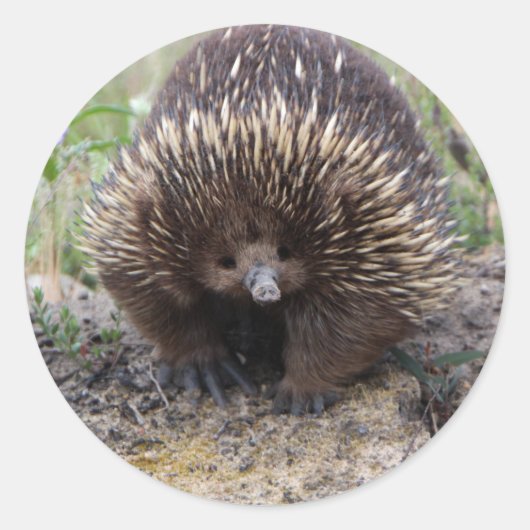 Cute Echidna uit Australië Ronde Sticker (Voorkant)