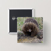 Cute Echidna uit Australië Vierkante Button 5,1 Cm (Voorkant /achterkant)