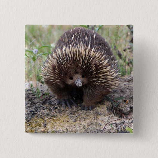 Cute Echidna uit Australië Vierkante Button 5,1 Cm (Voorkant)